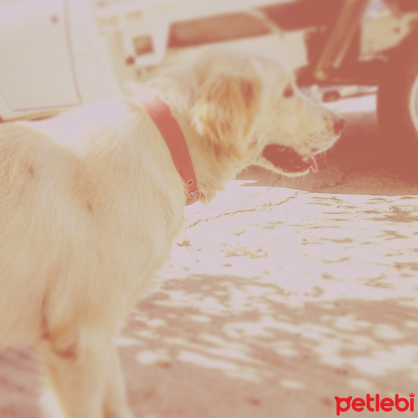 Golden Retriever, Köpek  DOBY fotoğrafı