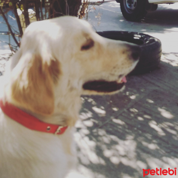 Golden Retriever, Köpek  DOBY fotoğrafı