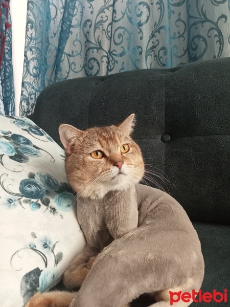 British Shorthair, Kedi  Puma fotoğrafı