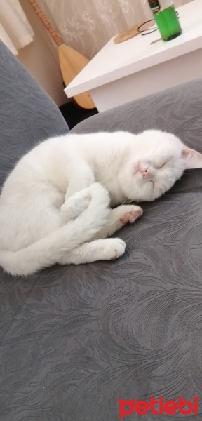 British Shorthair, Kedi  Pamuk fotoğrafı