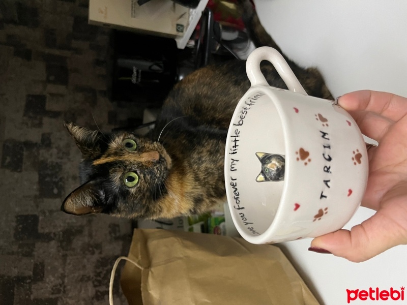 Tekir Kedi, Kedi  Tarçın fotoğrafı