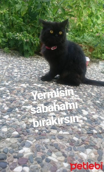 İran Kedisi (Persian), Kedi  Drogo fotoğrafı
