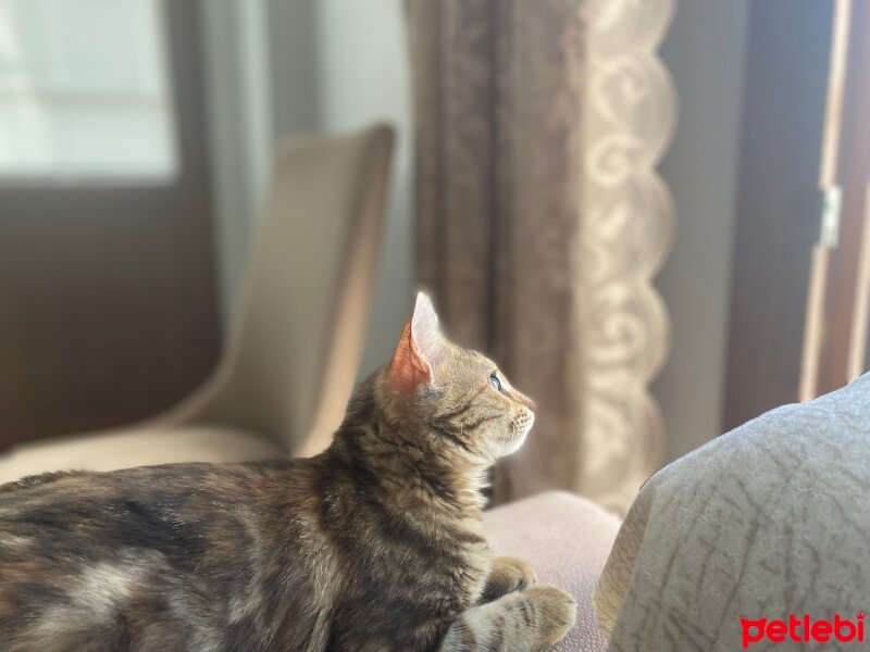 Tekir Kedi, Kedi  Karamel fotoğrafı