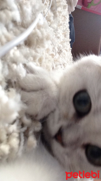 Scottish Fold, Kedi  Leo fotoğrafı