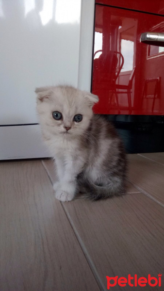 Scottish Fold, Kedi  Leo fotoğrafı