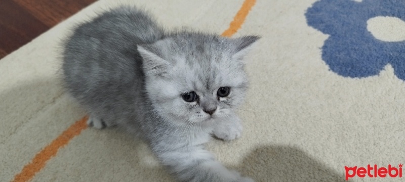British Shorthair, Kedi  Gırgır fotoğrafı