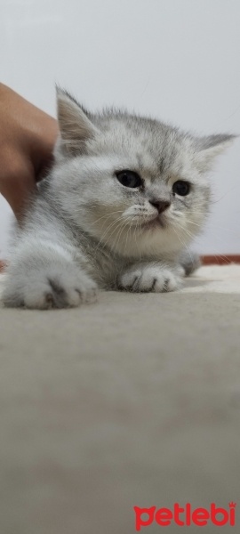 British Shorthair, Kedi  Gırgır fotoğrafı