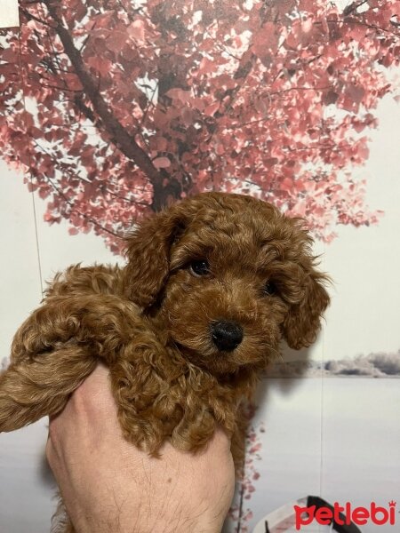 Poodle(Standart Kaniş), Köpek  Cookie Milk fotoğrafı