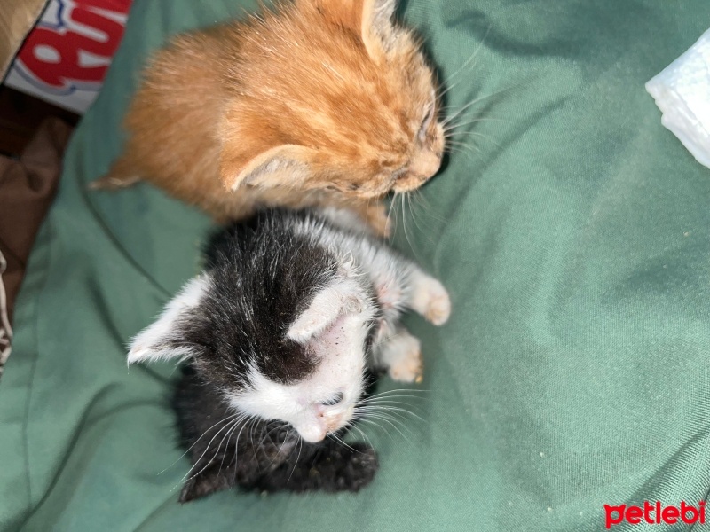 Tekir Kedi, Kedi  Sarı fotoğrafı
