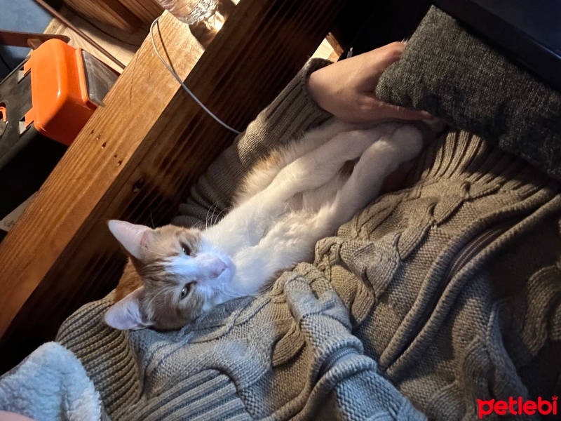 Tekir Kedi, Kedi  Karaktersiz fotoğrafı