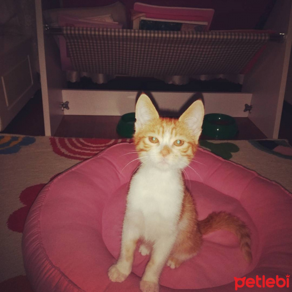 Tekir Kedi, Kedi  Çakıl fotoğrafı