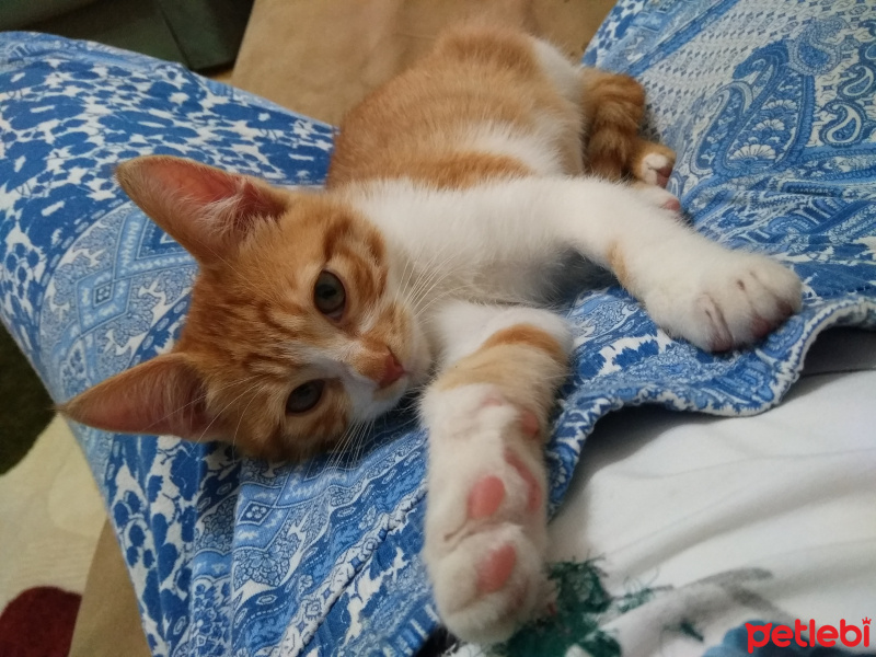 Tekir Kedi, Kedi  Çakıl fotoğrafı