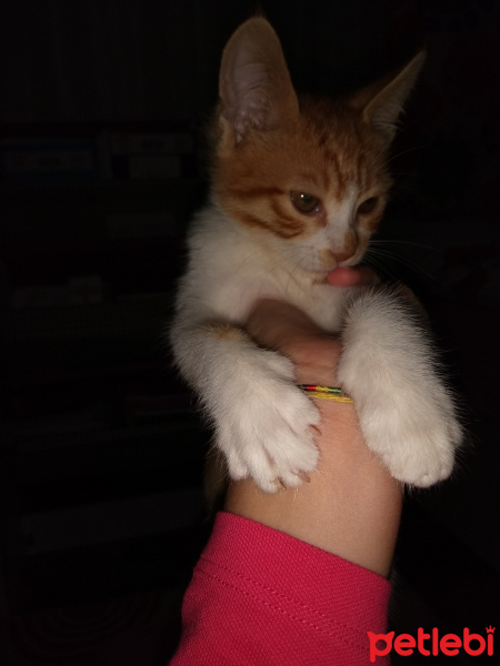 Tekir Kedi, Kedi  Çakıl fotoğrafı