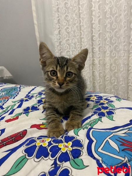 Tekir Kedi, Kedi  Badem fotoğrafı