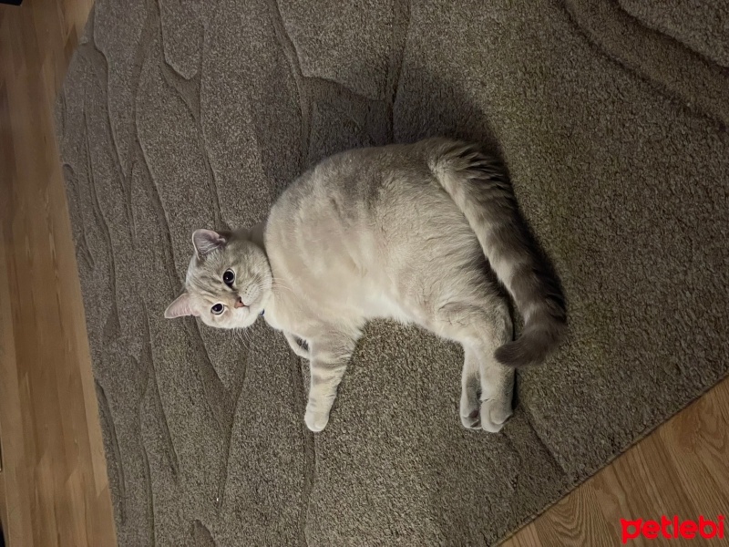 British Shorthair, Kedi  Shiro fotoğrafı