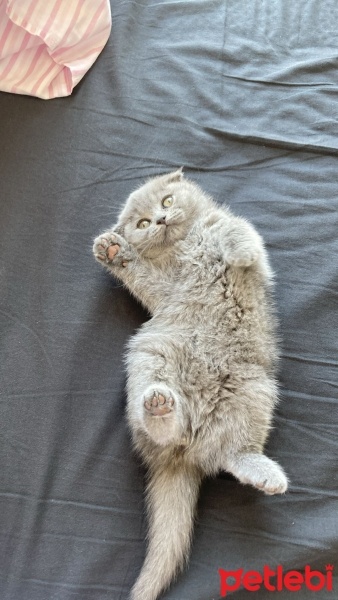 Scottish Fold, Kedi  chanel fotoğrafı