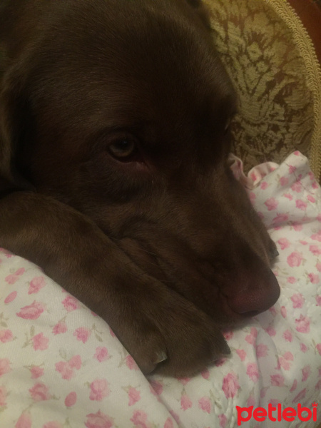 Labrador Retriever, Köpek  Carmen fotoğrafı