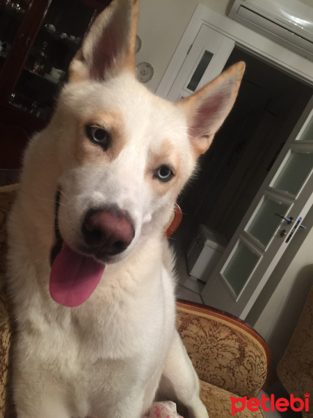 Sibirya Kurdu (Husky), Köpek  Victor fotoğrafı
