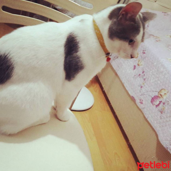 Tekir Kedi, Kedi  çakıl fotoğrafı