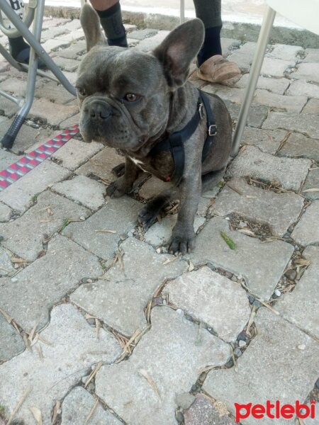 Fransız Bulldog, Köpek  Chapo fotoğrafı