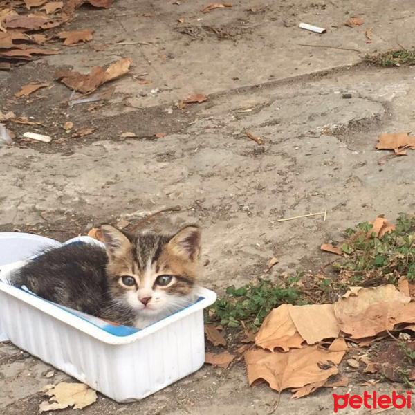 Tekir Kedi, Kedi  Tuşi fotoğrafı