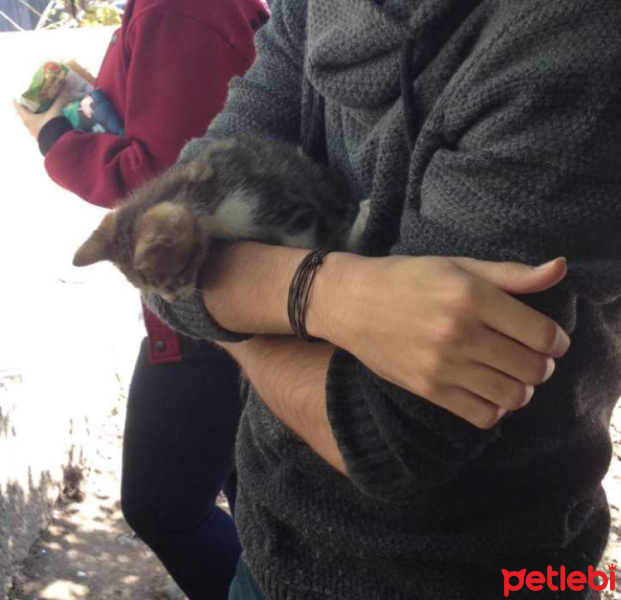 Tekir Kedi, Kedi  Tuşi fotoğrafı