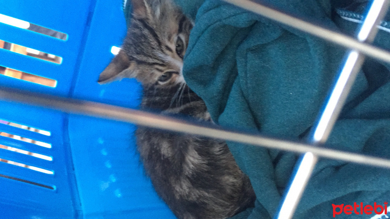 Tekir Kedi, Kedi  Tuşi fotoğrafı