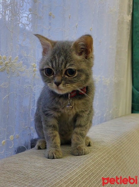 Tekir Kedi, Kedi  Mars fotoğrafı
