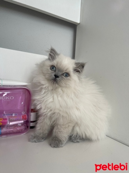 British Longhair, Kedi  Cici fotoğrafı