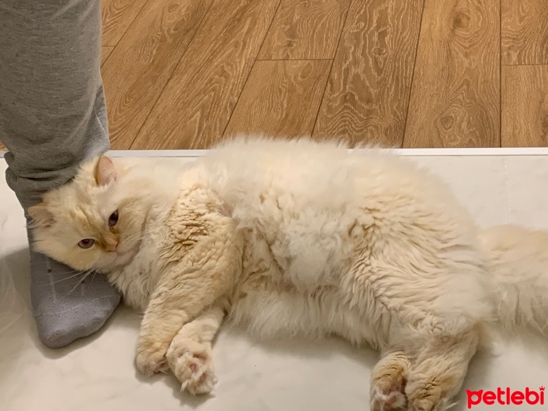 Chinchilla, Kedi  Mia fotoğrafı