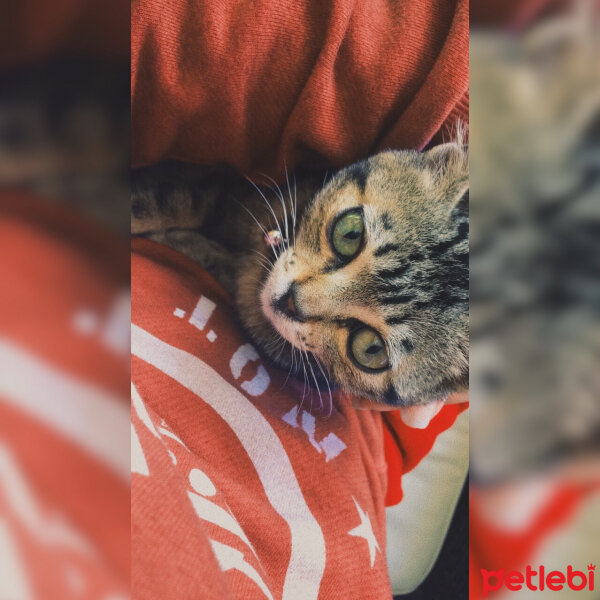 Tekir Kedi, Kedi  Mia fotoğrafı