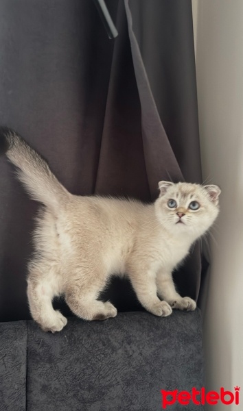 Scottish Fold, Kedi  Alin fotoğrafı