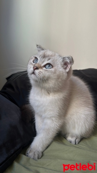 Scottish Fold, Kedi  Alin fotoğrafı