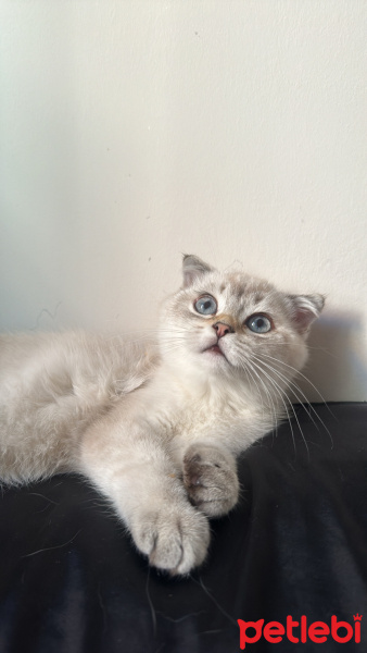 Scottish Fold, Kedi  Alin fotoğrafı
