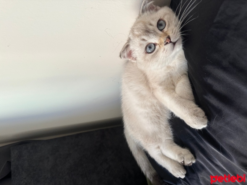 Scottish Fold, Kedi  Alin fotoğrafı