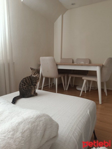 Bengal, Kedi  Vanda fotoğrafı