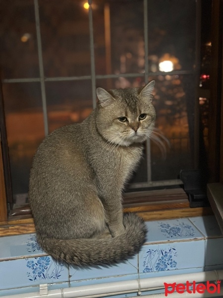 British Shorthair, Kedi  Rıfkı fotoğrafı