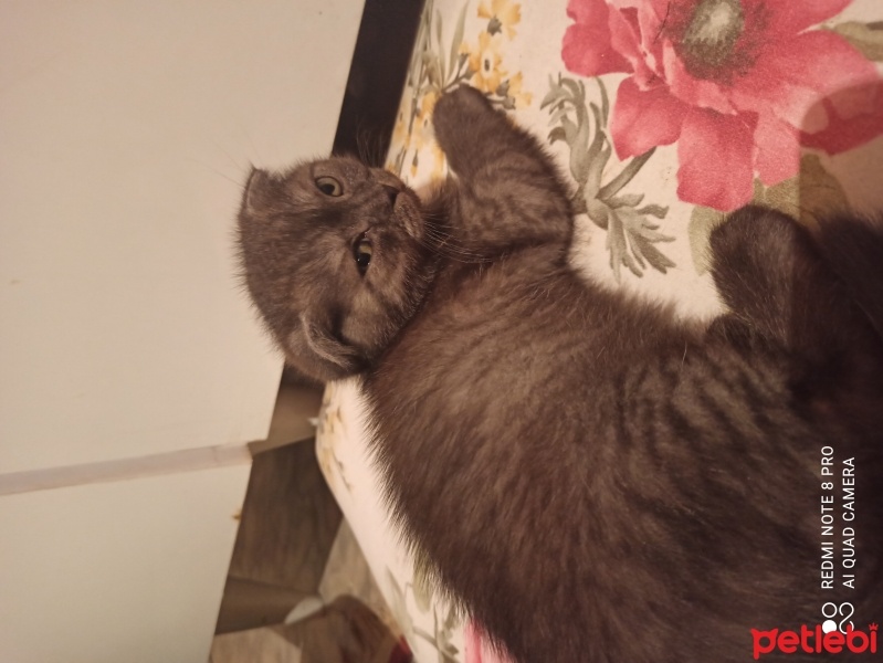 Scottish Fold, Kedi  NAZAR fotoğrafı