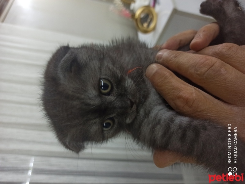 Scottish Fold, Kedi  NAZAR fotoğrafı