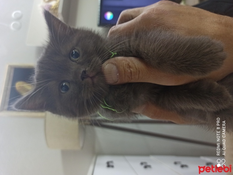 British Shorthair, Kedi  Mehmet Ali fotoğrafı