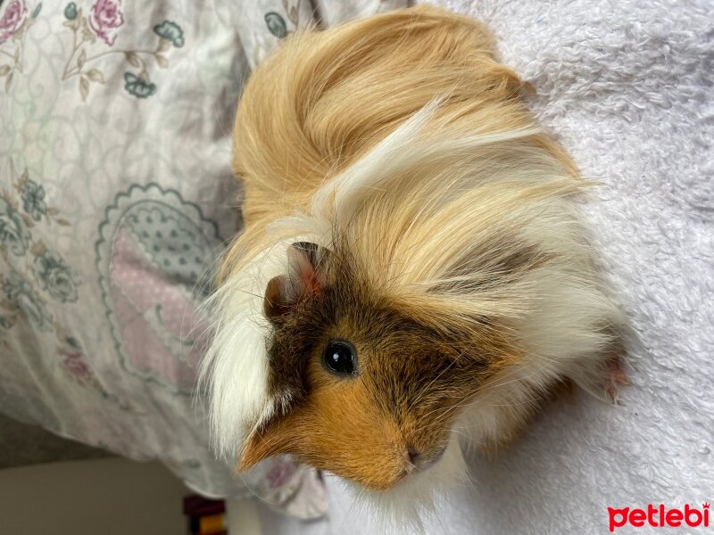 Guinea Pig, Kemirgen  Focus fotoğrafı