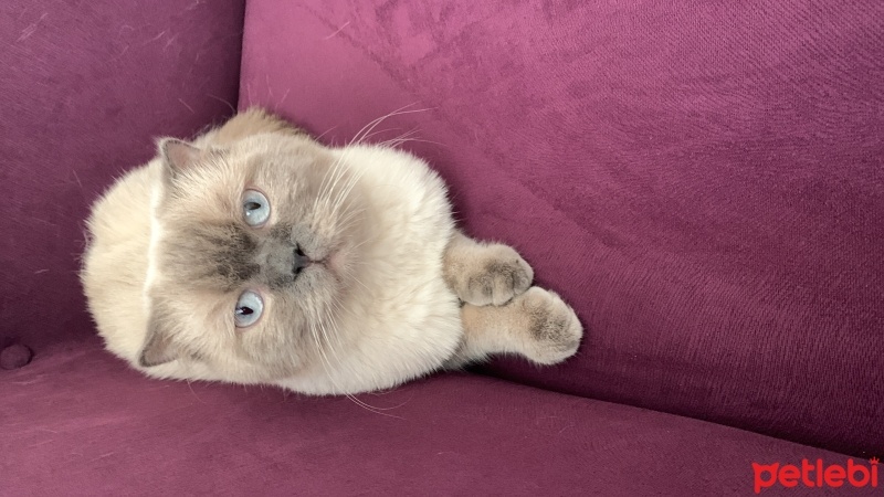 Scottish Fold, Kedi  Mercan fotoğrafı