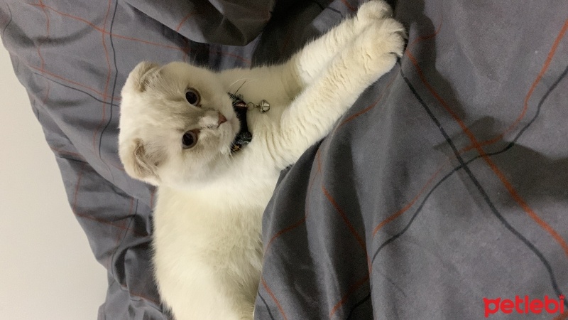 Scottish Fold, Kedi  Nazlı fotoğrafı