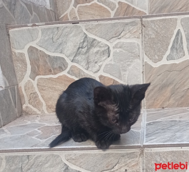 Tekir Kedi, Kedi  Kaşık fotoğrafı