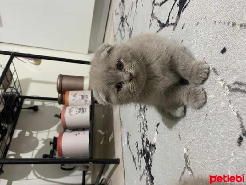 Scottish Fold, Kedi  Bebek surat scotish fold fotoğrafı