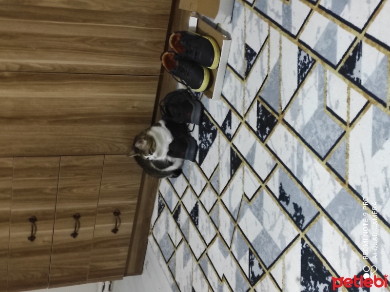 Tekir Kedi, Kedi  Selena fotoğrafı