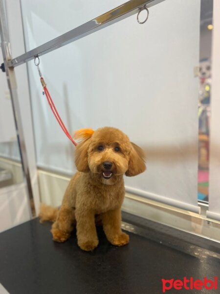 Poodle (Minyatür Kaniş), Köpek  CARLOS fotoğrafı