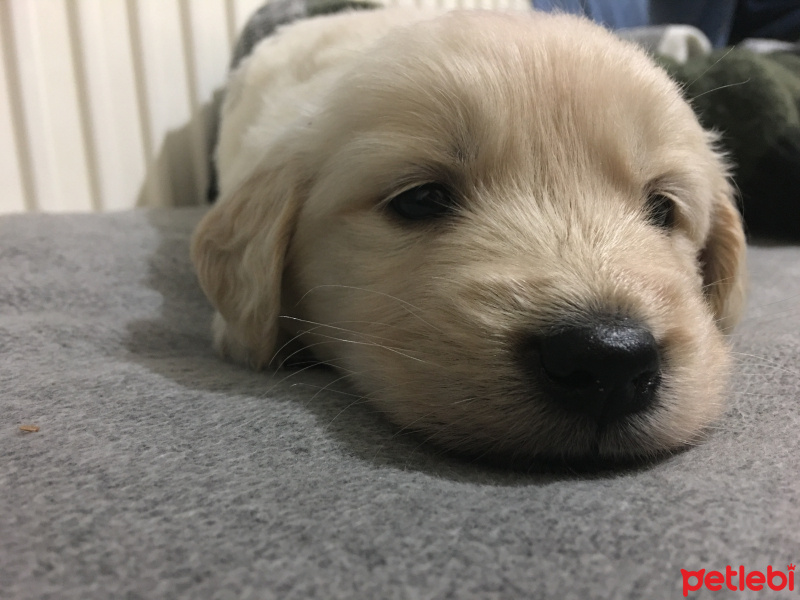 Golden Retriever, Köpek  Gazoz fotoğrafı