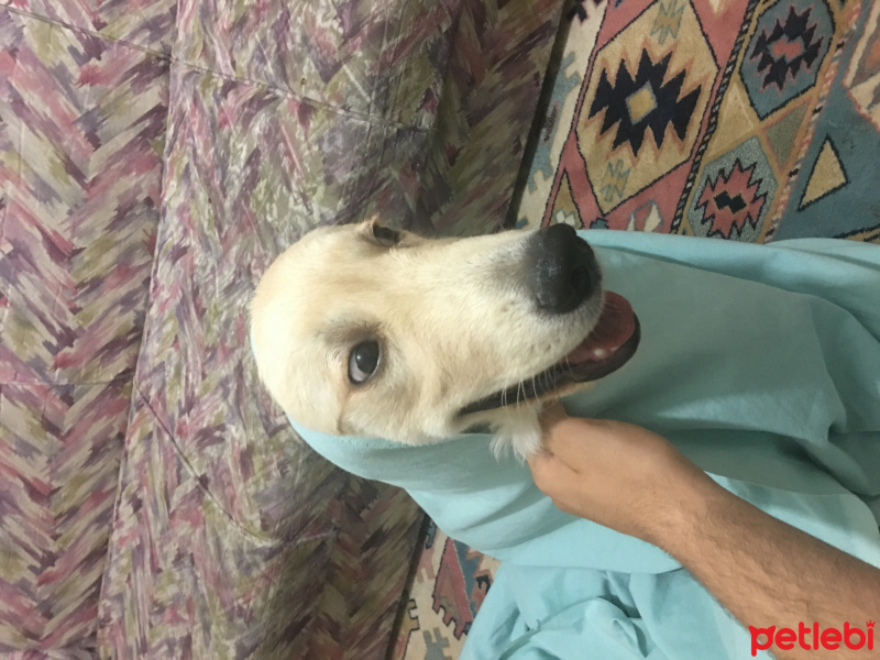Golden Retriever, Köpek  Gazoz fotoğrafı