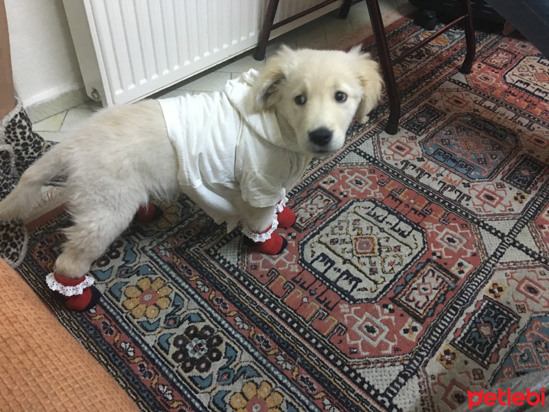Golden Retriever, Köpek  Gazoz fotoğrafı